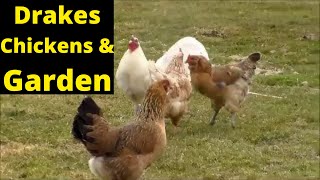 Drakes Chickens and Garden 2021