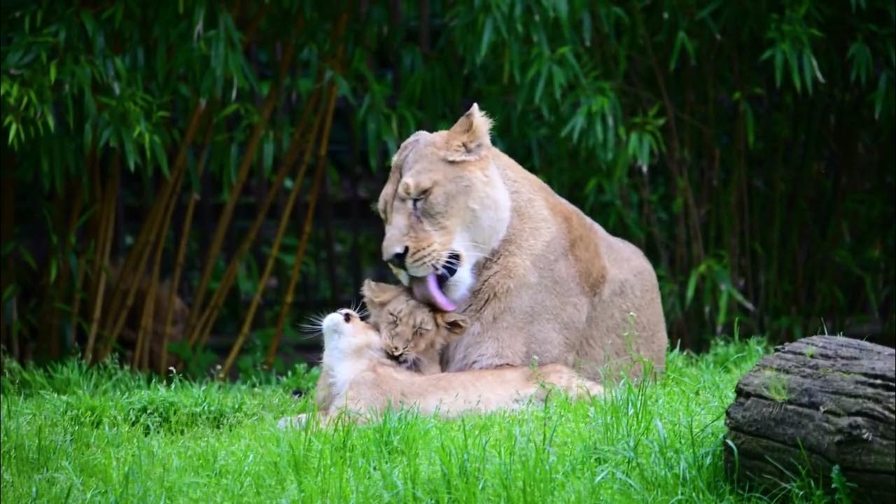 Hier zusehen die süßen Löwen-Jungtiere im Kölner Zoo - YouTube