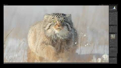 Lightroom Class Post Production Pallas Cat