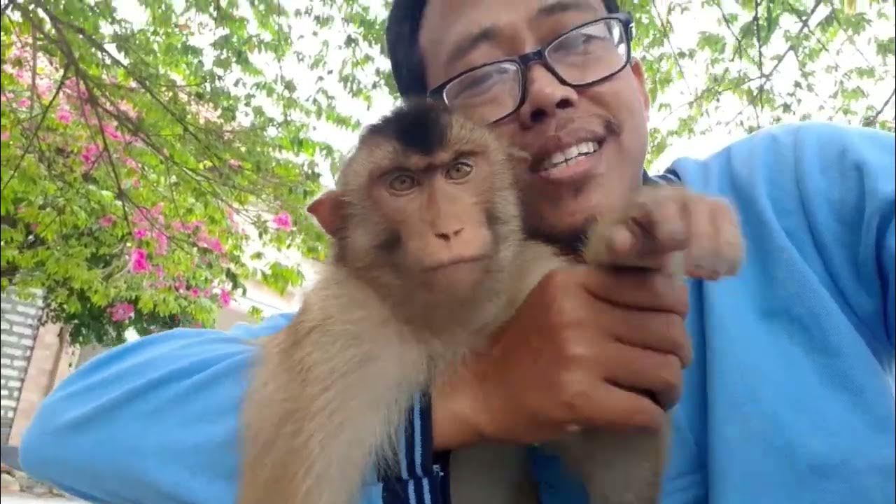 CARA MENJINAKKAN MONYET PELIHARAAN (HOW TO TAME A PET MONKEY) YouTube