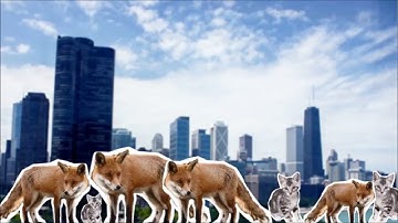 eMammal Academy - Data Analysis