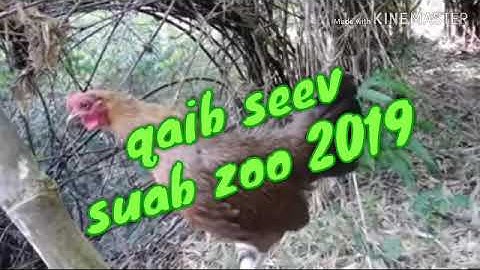 poj qaib seev suab zoo 2019-2020