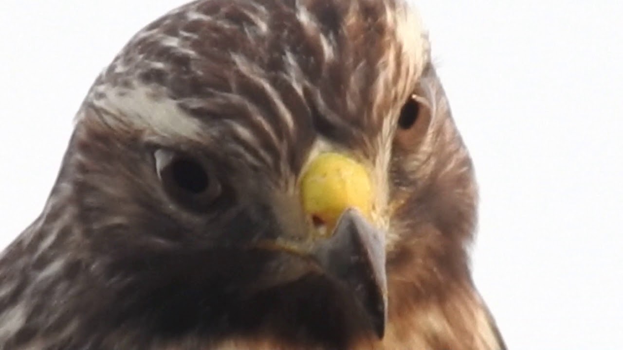 Red Shouldered Hawk???? 