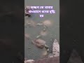 কচ্ছপকে খাবার খাওয়ালে কি হয় #numerology #astrology #predictions