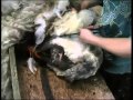 Hand Shearing Foula Sheep