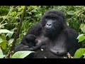 Capture de la vidéo Chimpanzee  (Bonobos) In Rd Congo. Les Chimpanzes De La Rd Congo (Bonobo)