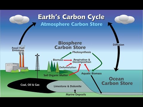 The Carbon Cycle Uncovered: Its Importance for Life on Earth (14 ...