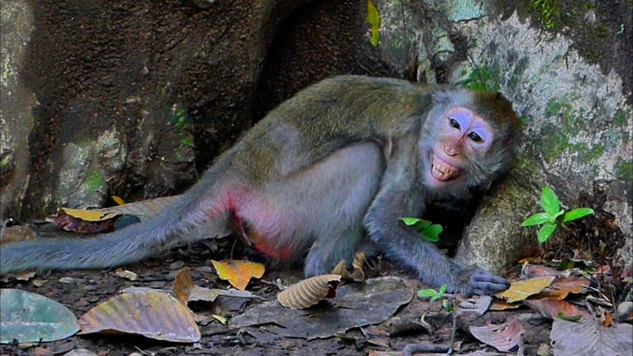 Jade Doesn’t Feel Safe With the Teen Monkeys — She Wants Distance /5starmonkeys/