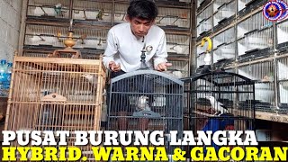 Download Lagu CUMA KIOS INI YG PUNYA BURUNG2 HYBRID, READY JUGA BURUNG GACORAN ! MP3