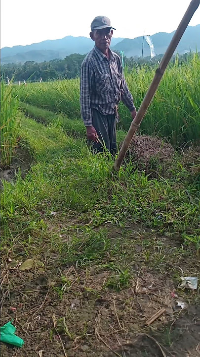 handsome man in the rice field