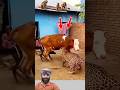 دافعةعن صغيرهابعزيمه واشجاعه اكسبلور hearttouching إسلاميات animals الحمد_لله wildlife ترند mp3