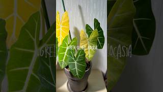하엽에디션 알로카시아 프라이덱 #알로카시아 #plants #houseplants #알로카시아프라이덱 #프라이덱