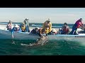 Personal Encounter with Grey Whales in Baja