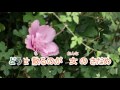 01-024  南国の花****三沢あけみ  音圓 43478(台:雨夜花)