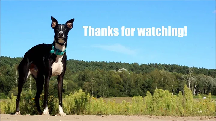 Kairen 2nd birthday - tricks, frisbee and fun with whippet!