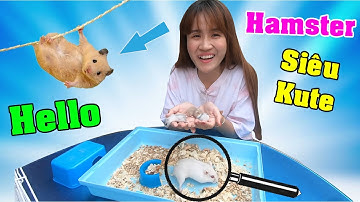 Bật Mí Các Bé Hamster Siêu Kute Của Vê Vê