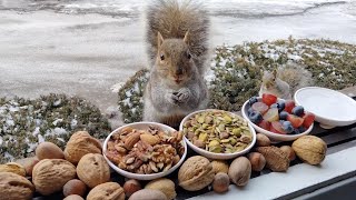 Feast and Facts for Squirrel Appreciation Day