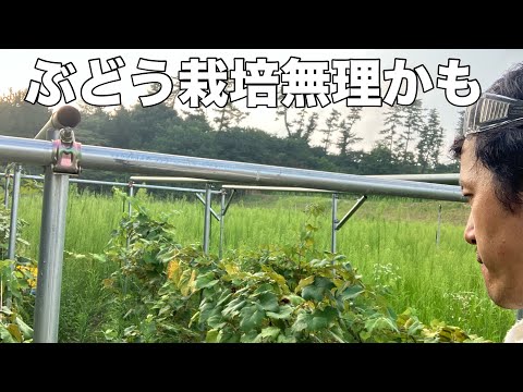 【緊急動画】91ぶどう栽培やめようか2025.8.20