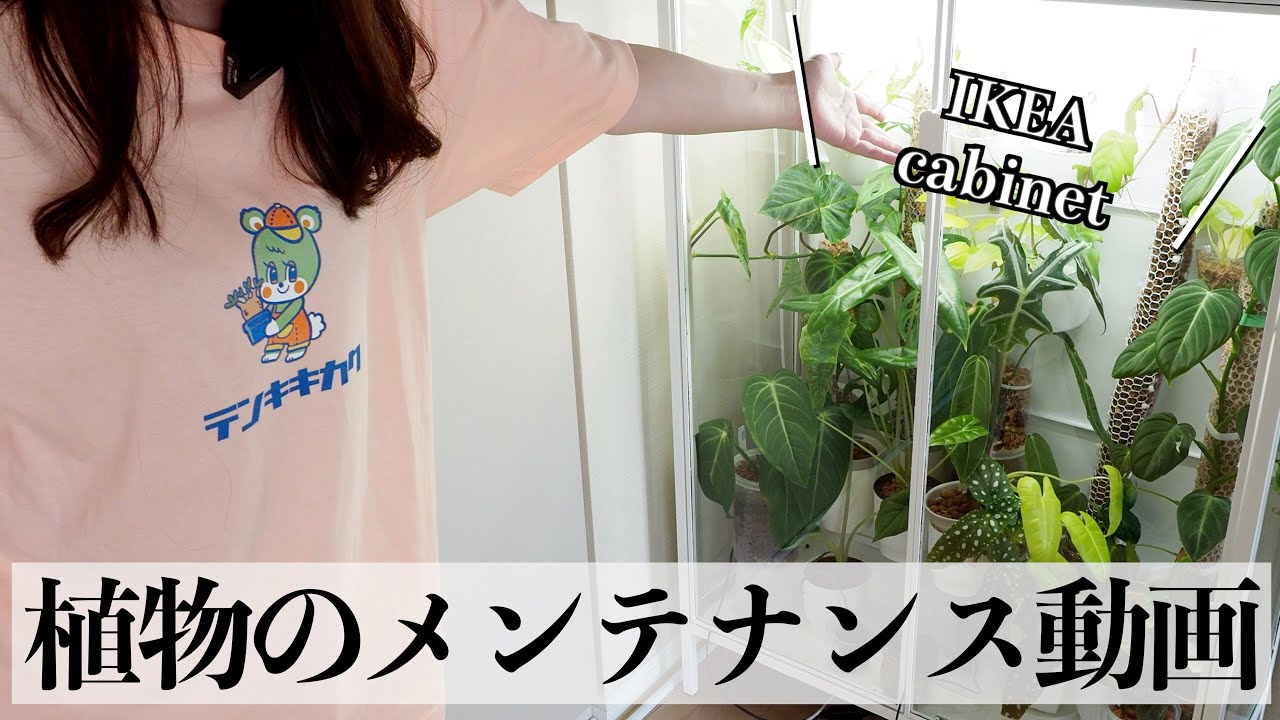 ☆お求めやすく価格改定☆ 植物/観葉植物 kyonmama 12. 植物/観葉植物