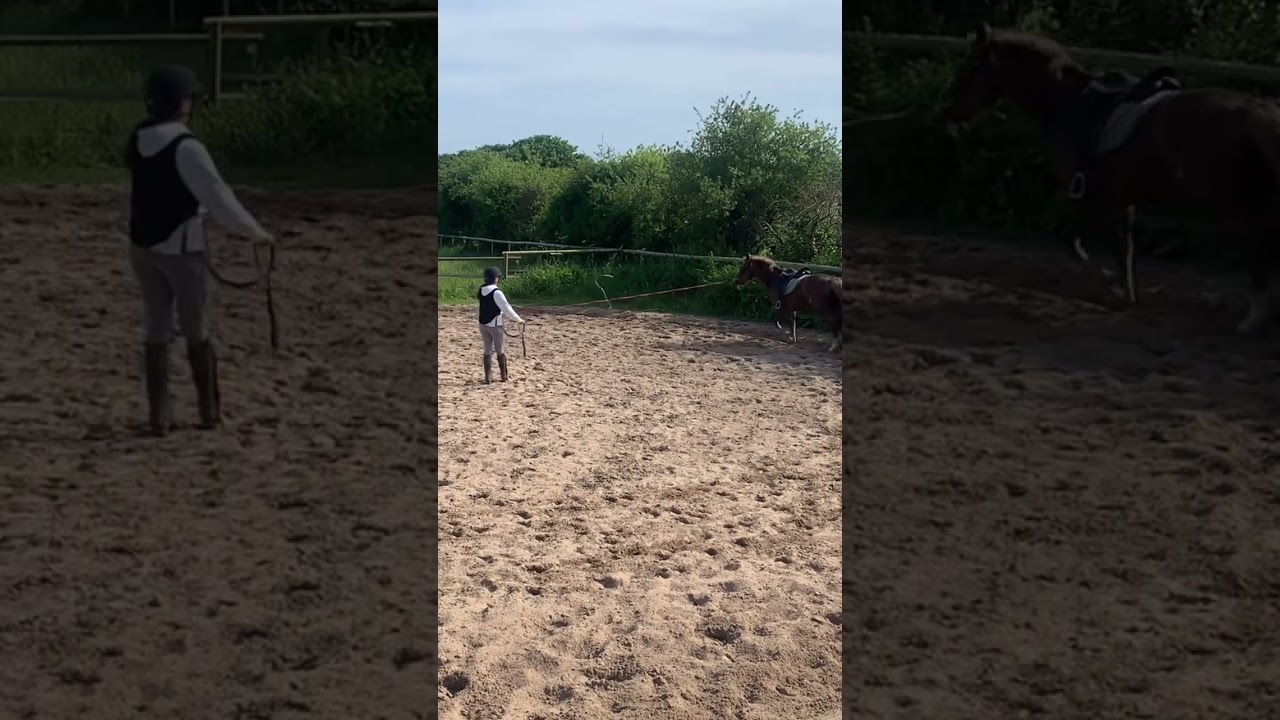 Lunging a horse for the first time! YouTube