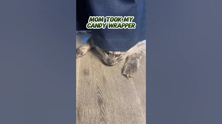 Watch the video about Moms are so mean 😾 #mainecoon #funnycat #catplaying #catlover