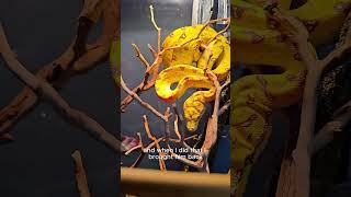 I Was Wrong About This Green Tree Python