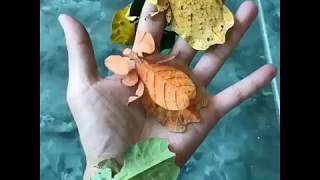 Leaf insects real-life Pokemon