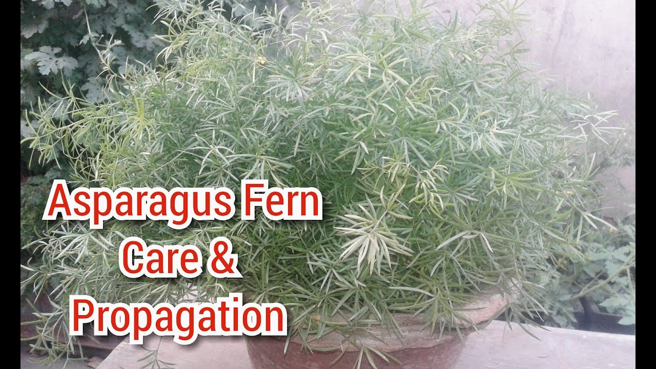 ASPARAGUS FERN Care and Propagation of Very Beautiful Decorative