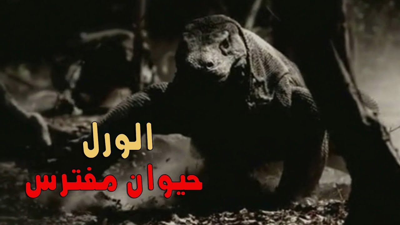 وثائقى الورل حيوان مفترس | أسرار المخلوقات - YouTube