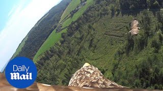 Eagle-Cam Catches Near-Miss As Birds Nearly Collide Mid-Air - Daily Mail