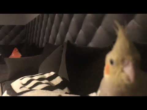 Vidéo: Comment Apprendre à Parler à Un Perroquet Calopsitte