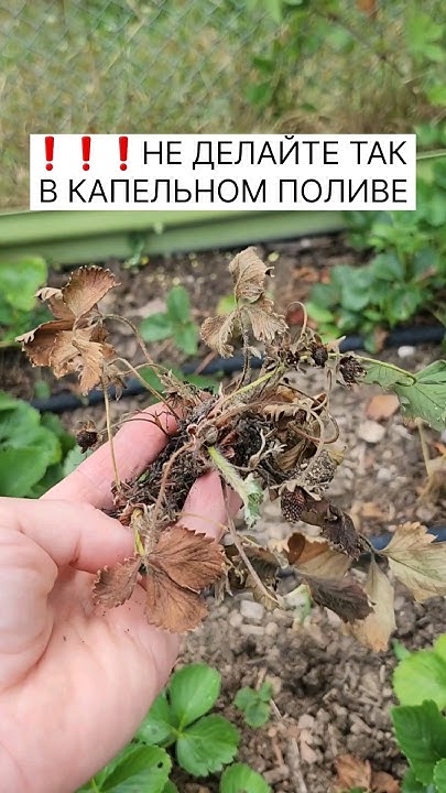 ️ ️ ️ОШИБКА В КАПЕЛЬНОМ ПОЛИВЕ! ЧАСТЬ РАСТЕНИЙ ВЫСОХЛО! #огород #грядки ...
