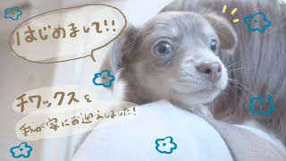 チワックスを我が家にお迎えしました！= 夢の多頭飼い =