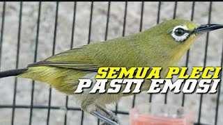 SUARA PLECI BETINA NGECALL GAK MAU DIAM!! MEMANCING EMOSI PLECI JANTAN