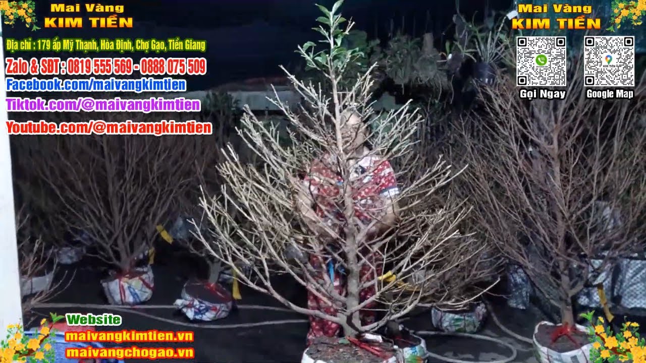 Phôi Mai Thủ Đức Giá Rẻ Bao Ship Bao Sống Toàn Quốc - Mai Vàng Kim Tiền Chợ Gạo