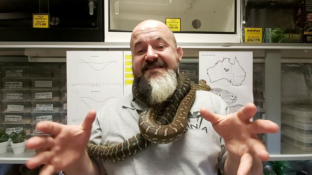 S'N'A Intermediate Series: Episode 24 - Centralian Python (Morelia ...