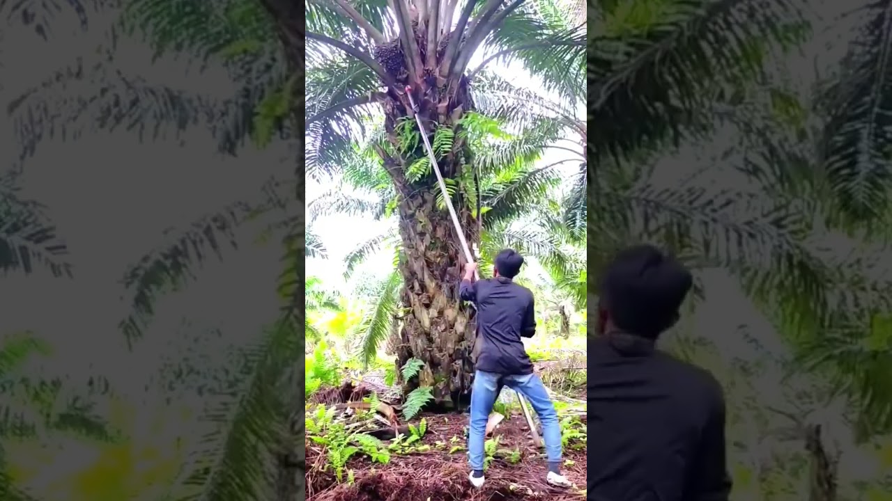 Различия в методах сбора пальмового масла в Индонезии и Малайзии 