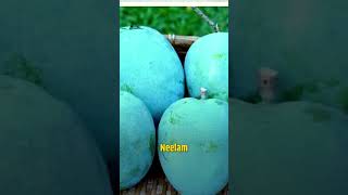 India is the place to be for mango lovers | Which is your favourite mango? 🥭 | #news #pmmodi #mango