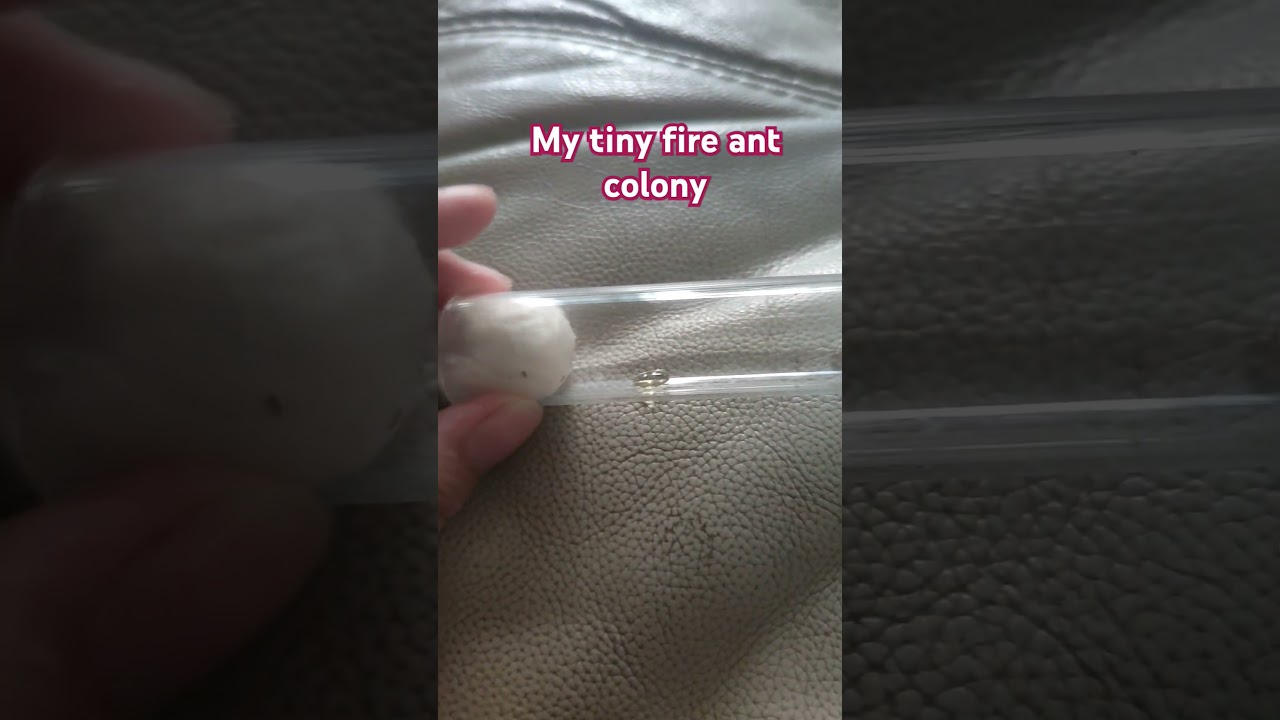 A small colony of tiny fire ants