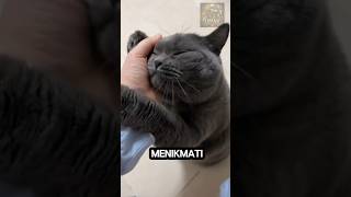 KABUR 🤣 #cat #cats #kucinglucu #humor #kucing #lucu #ngakak #kocak #komedi #funnycats #funny