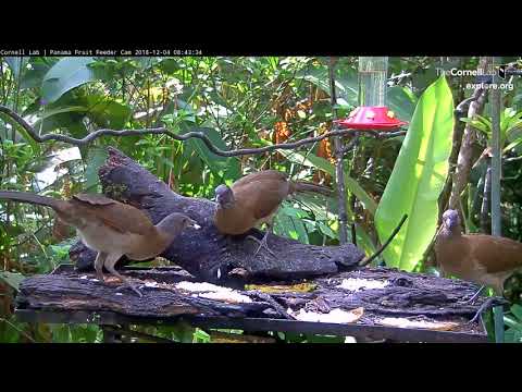 Coconut-Craving Chachalacas Stop For Breakfast In Panama – Dec. 4, 2018