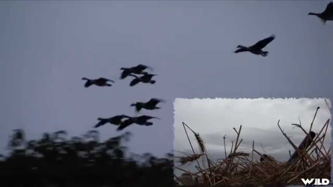 Hunting Canada Goose Perfect Blind YouTube