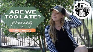 Are We Too Late? Pruning apple and mulberry trees in January | Zone 9B Homestead