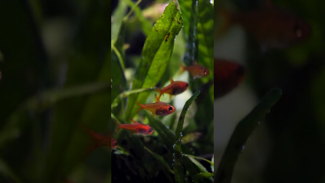 Planted Aquarium + Ember Tetras = Perfection 🔥 #shorts