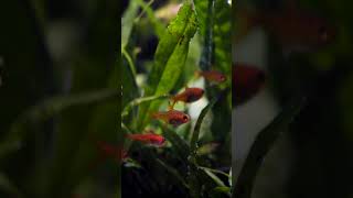 Planted Aquarium + Ember Tetras = Perfection 🔥 #shorts