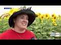 Champaign sunflower maze celebrates America's 250th birthday