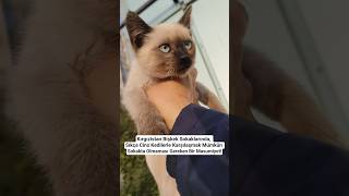 Sokakta Yaşayan Cins Kediler Ülkesi, Kırgızistan