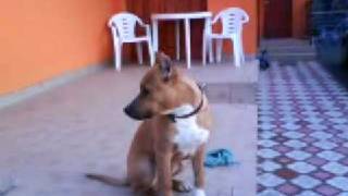 My Amstaff Staffi, 6 Months Old