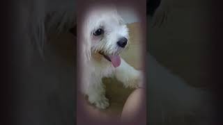 #shortsvideo #pets #dog #animals #satisfying #funny #maltese #cute #respect #shorts