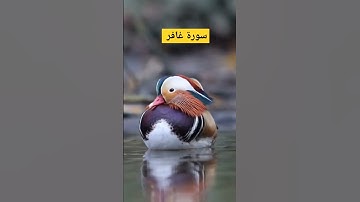 سورة غافر #عبدالباسط_عبدالصمد #سورة_غافر #القرآن_الكريم
